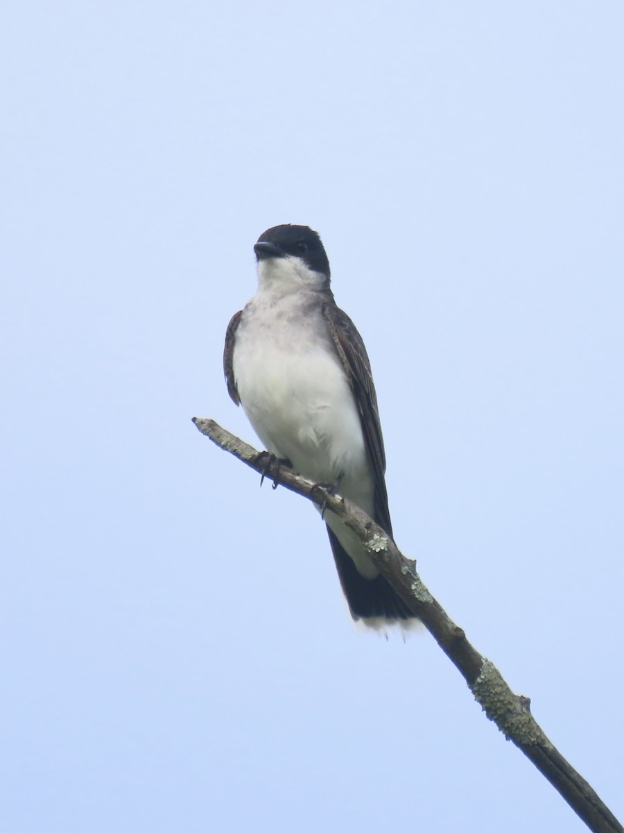 Eastern Kingbird - ML638329754
