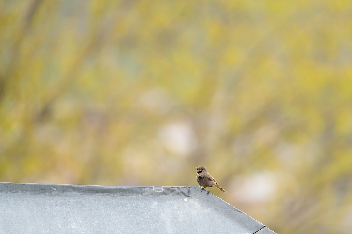 Black Redstart - ML638329756