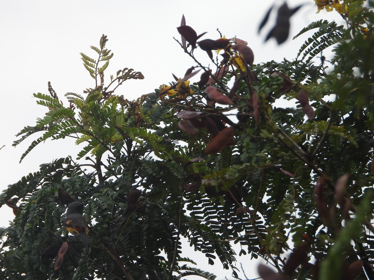 Small Minivet - ML638329766