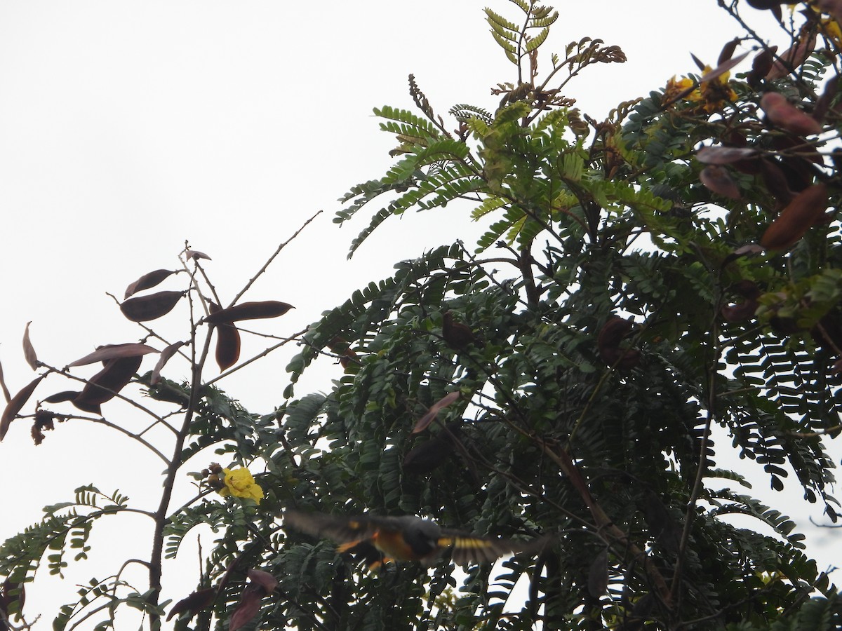 Small Minivet - ML638329773