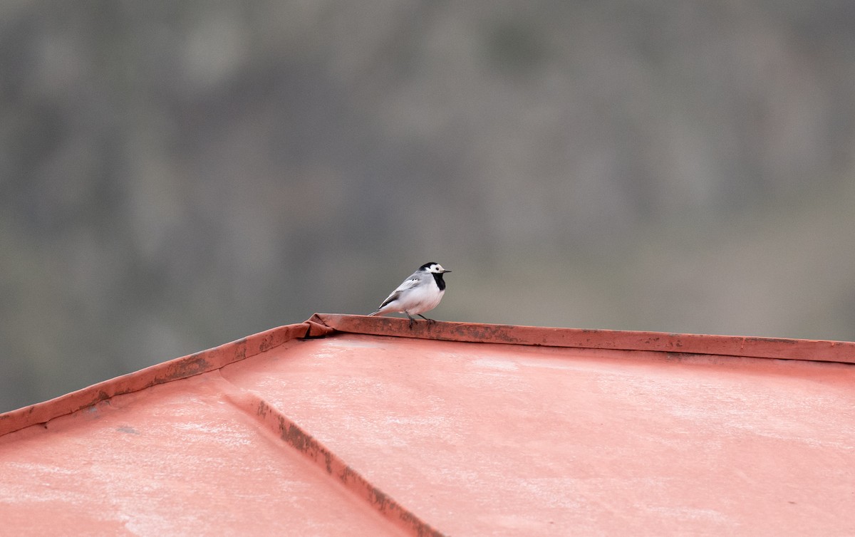White Wagtail - ML638329775