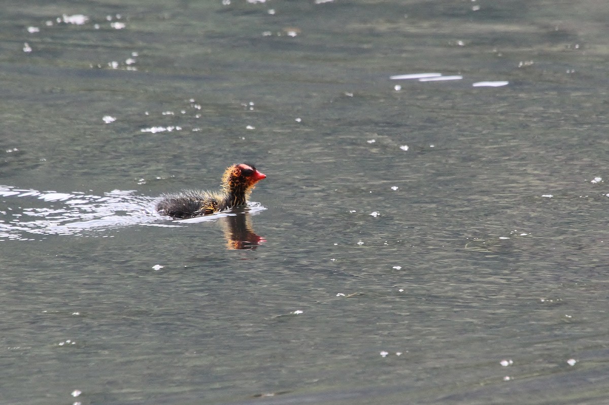 American Coot (Red-shielded) - ML638329778
