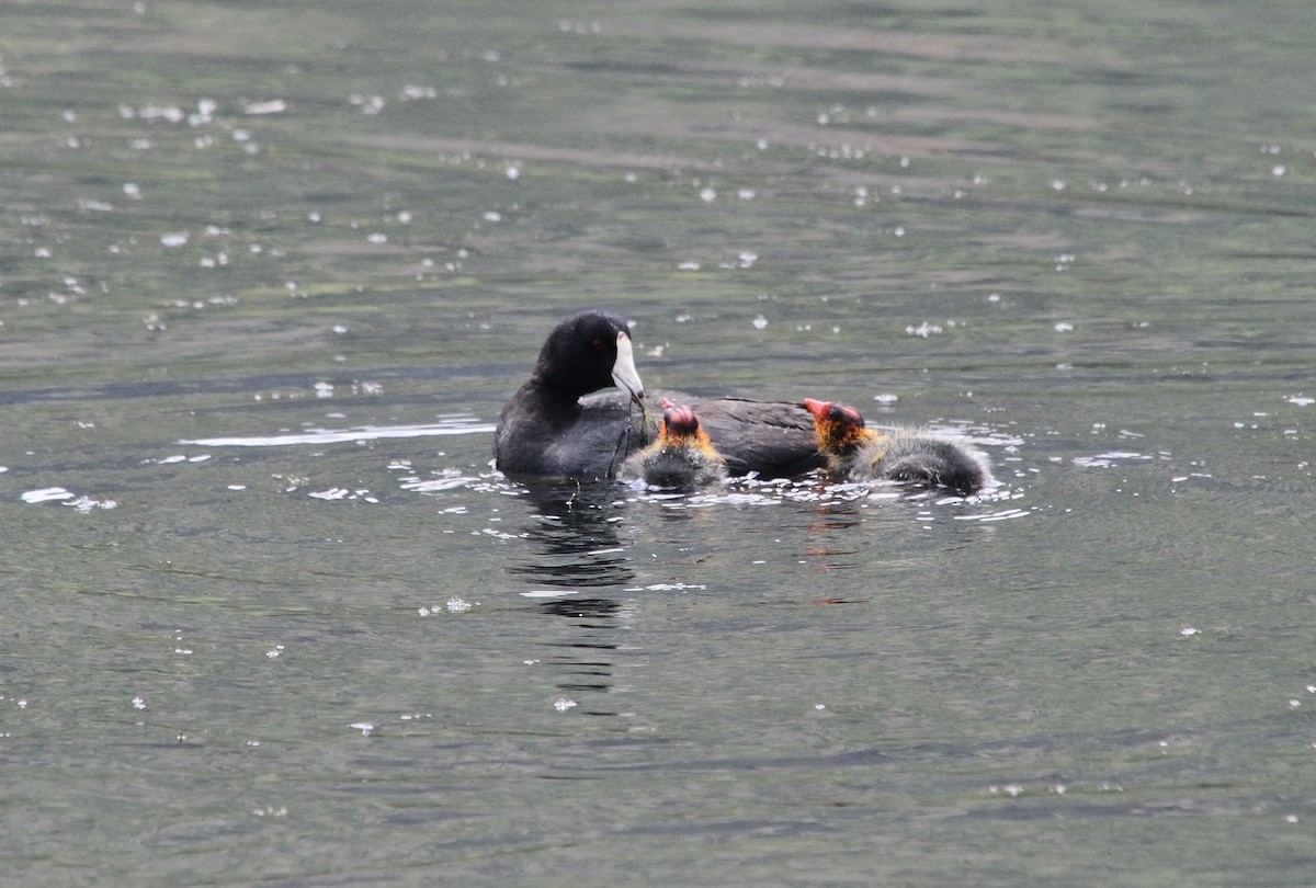 American Coot (Red-shielded) - ML638329787
