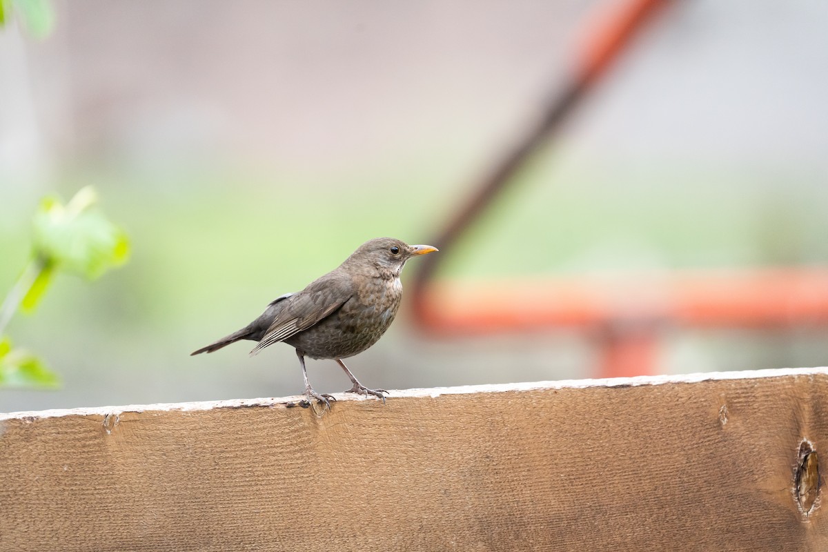 Eurasian Blackbird - ML638329790