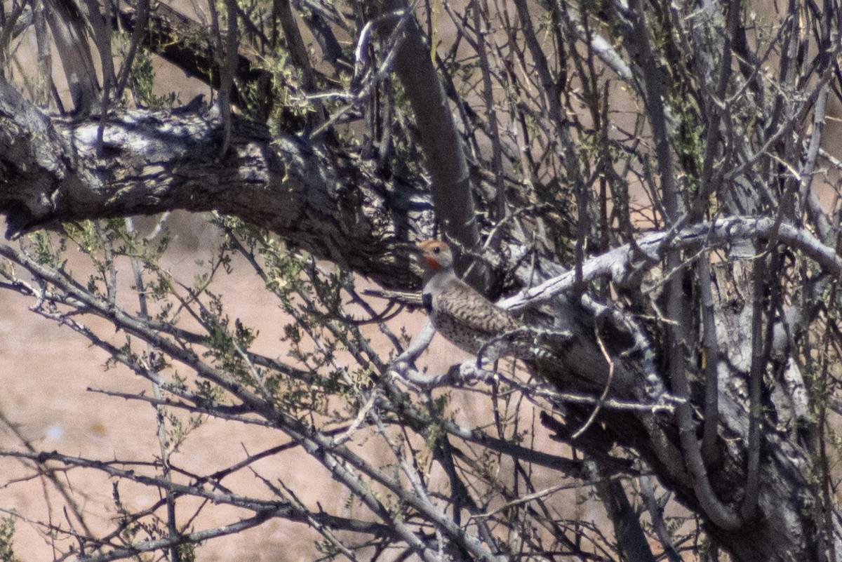 Gilded Flicker - ML638329792