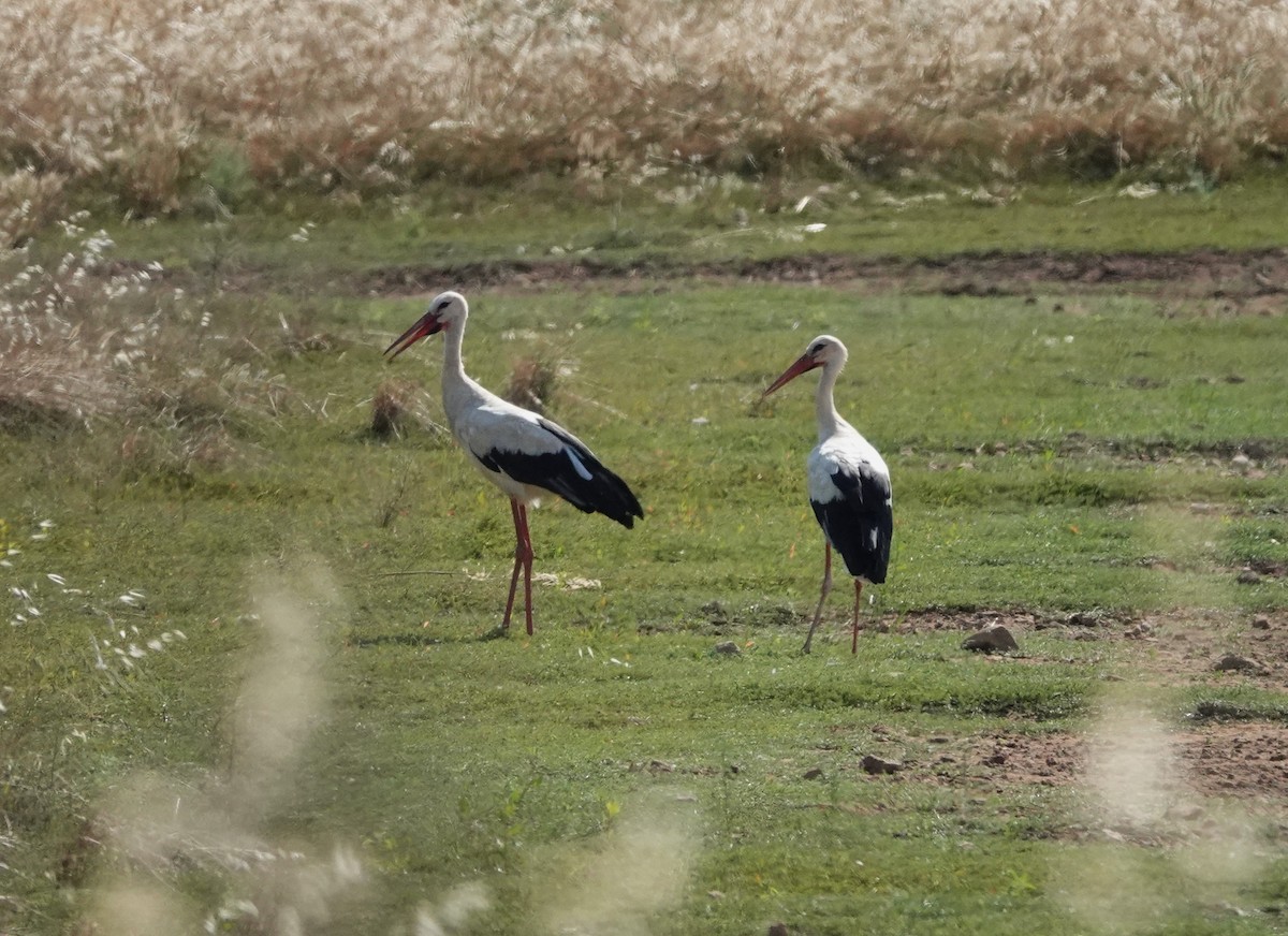 stork - ML638329797