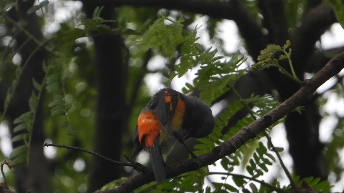 Small Minivet - ML638329802