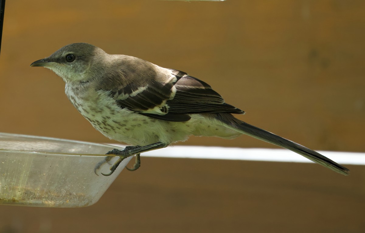Northern Mockingbird - ML638329808