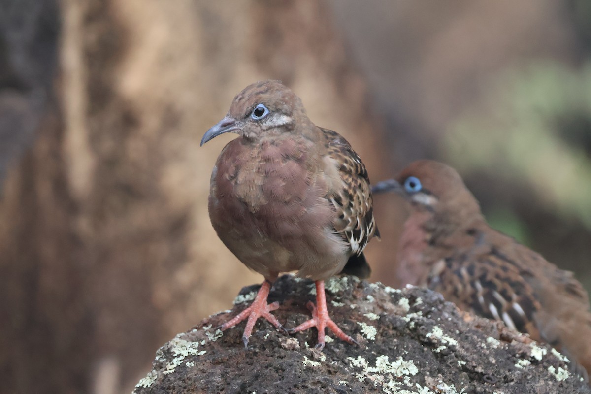 galapagosdue - ML638329819