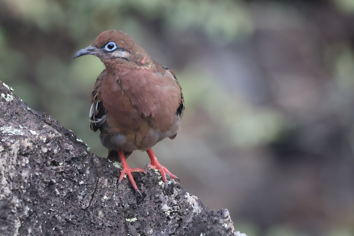 galapagosdue - ML638329820