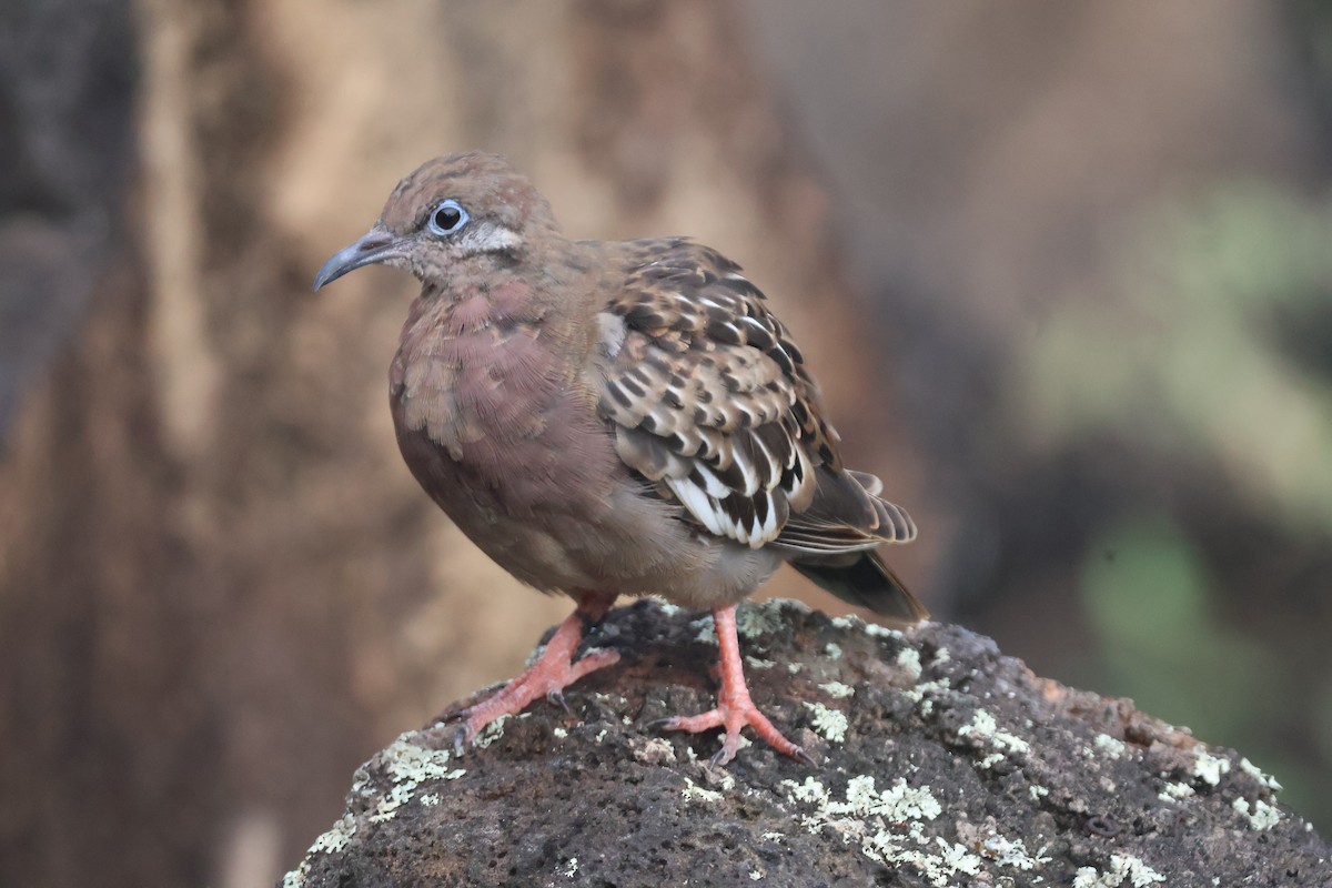 galapagosdue - ML638329821