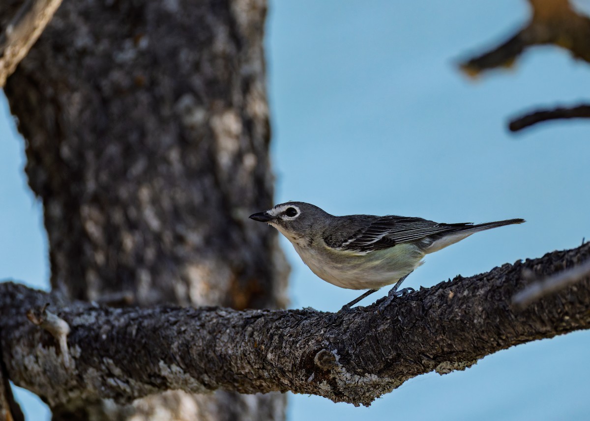Plumbeous Vireo - ML638329825