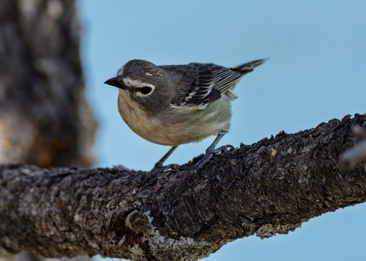 Plumbeous Vireo - ML638329829
