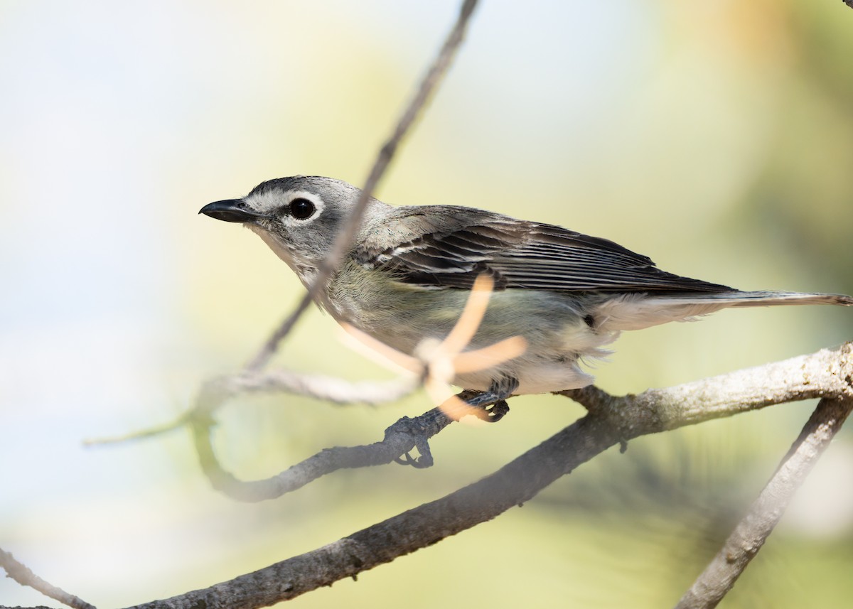 Plumbeous Vireo - ML638329831