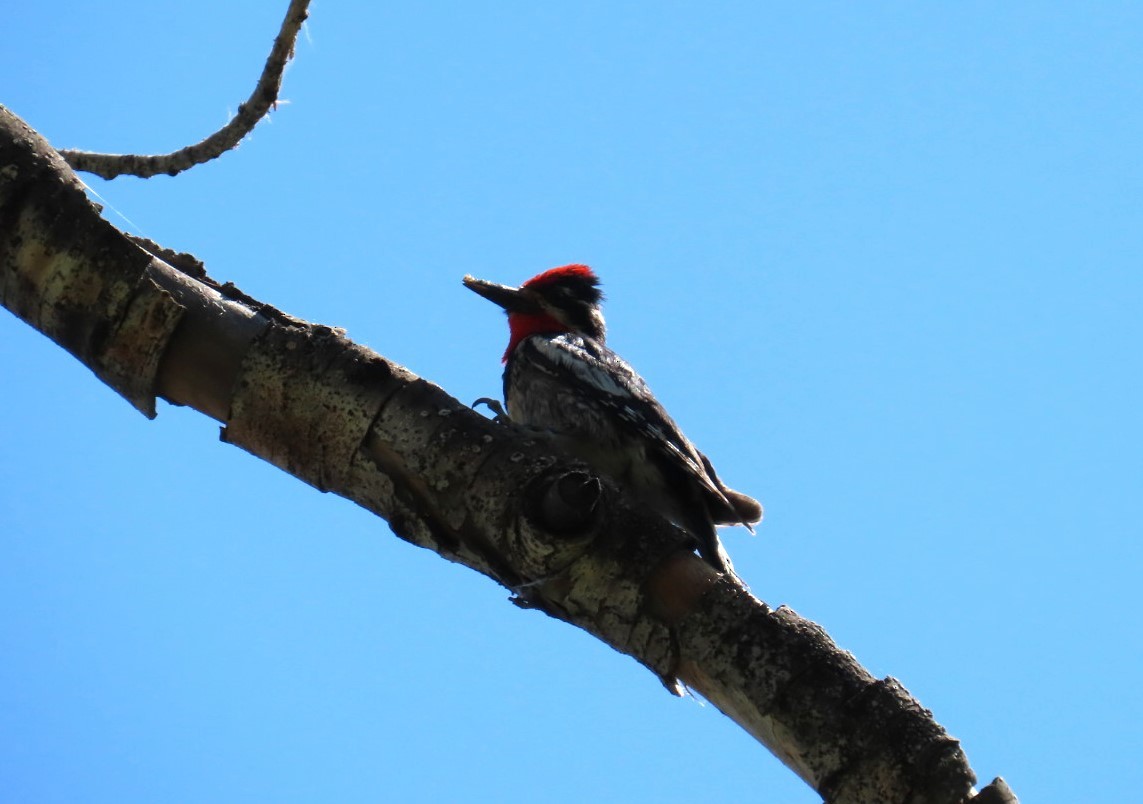Red-naped Sapsucker - ML638329834