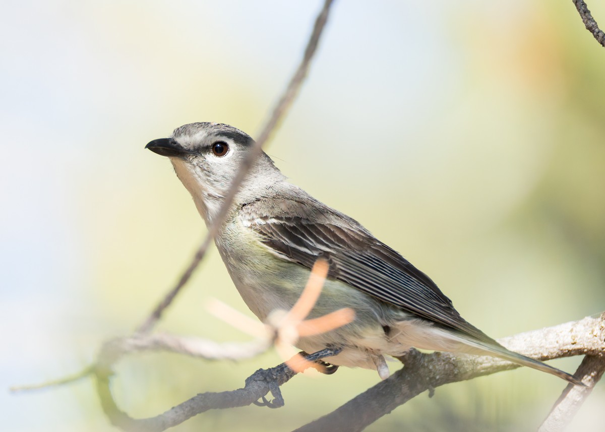 Plumbeous Vireo - ML638329835