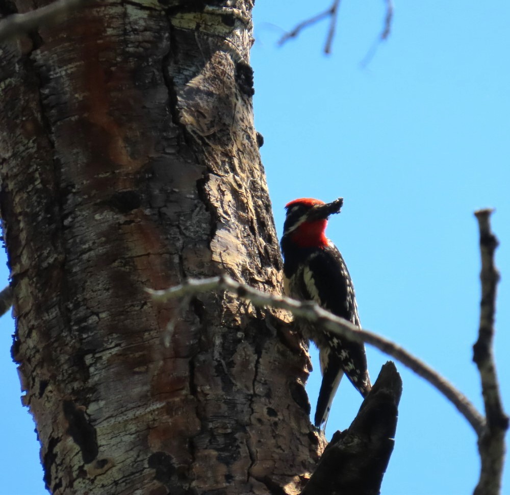 Red-naped Sapsucker - ML638329840