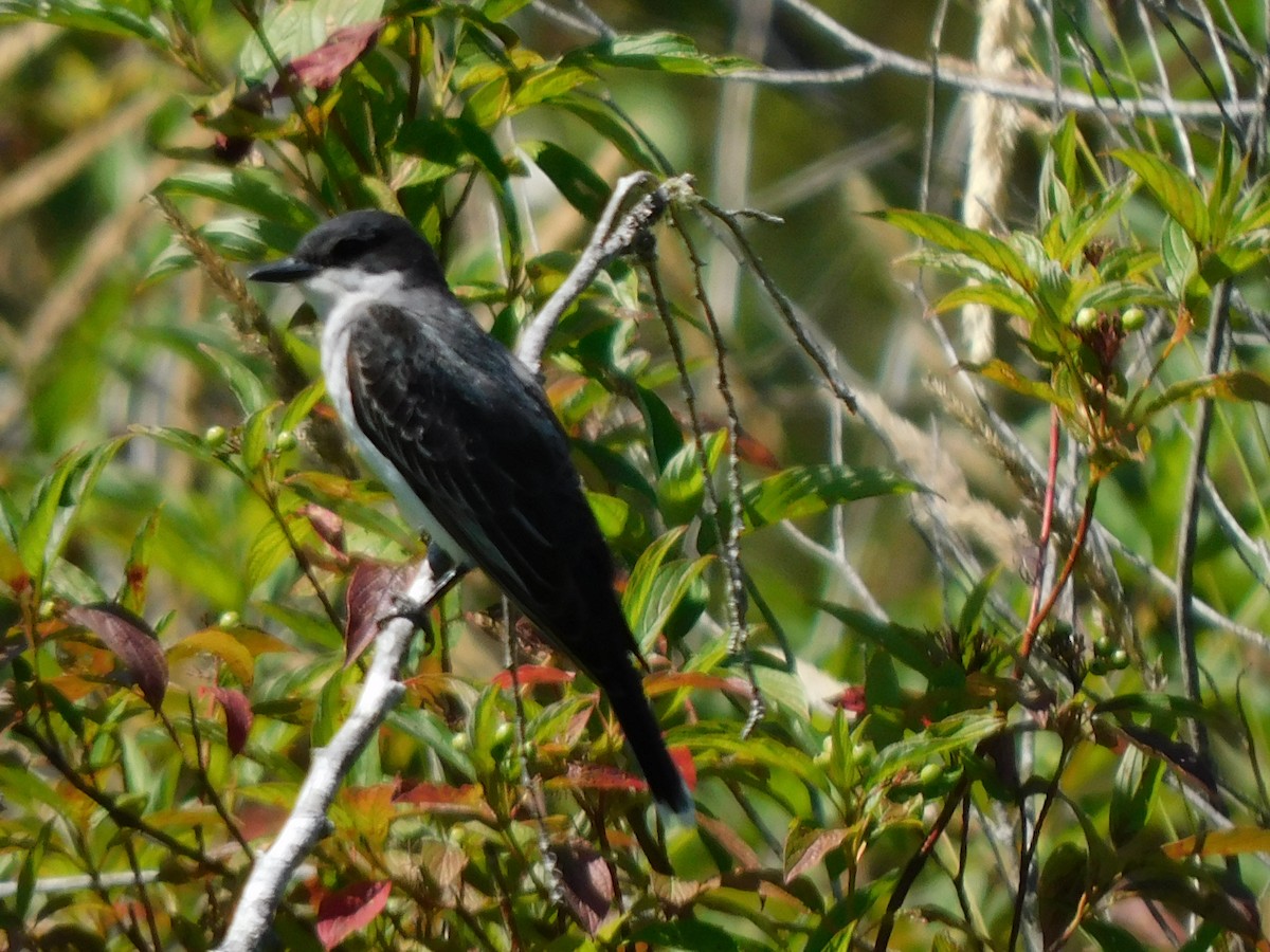 Eastern Kingbird - ML638329842