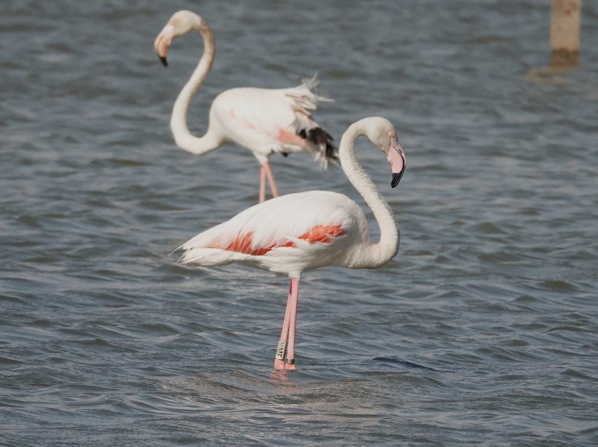 rosenflamingo - ML638329870