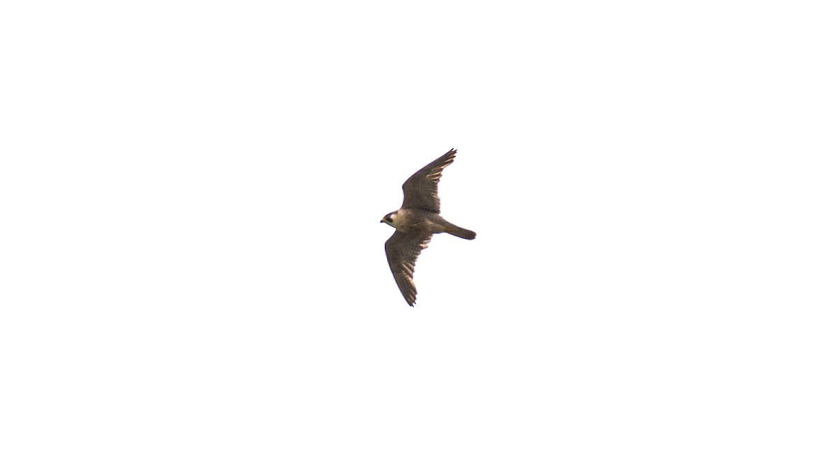 Peregrine Falcon - ML638329873