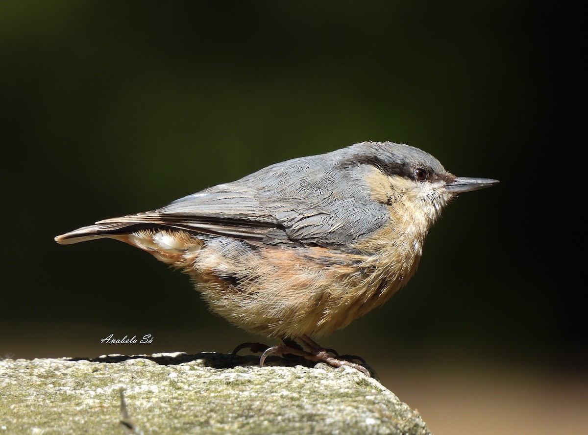Garrapo eurasiarra - ML638329881