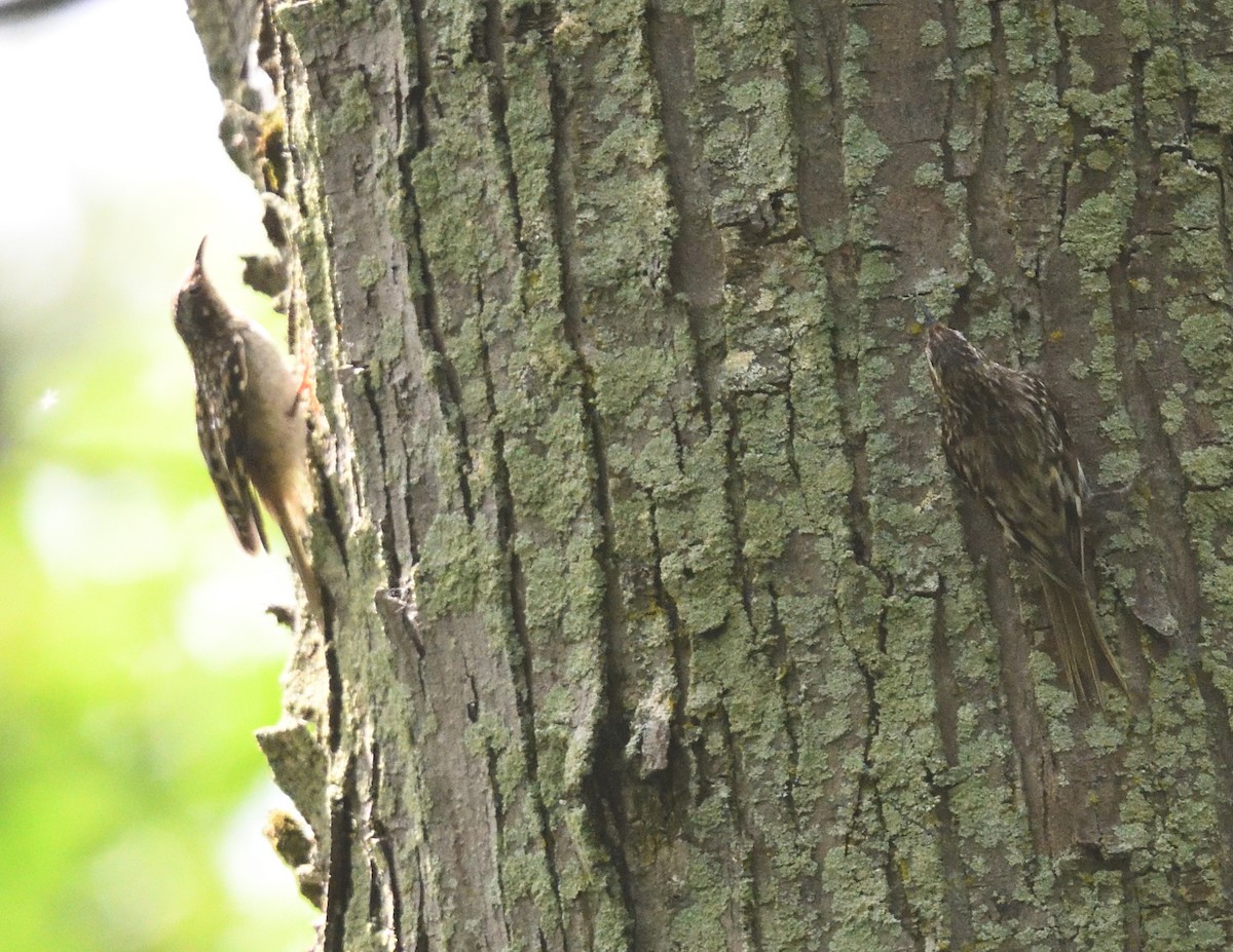 Brown Creeper - ML638329887