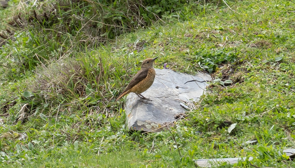 Rufous-tailed Rock-Thrush - ML638329891