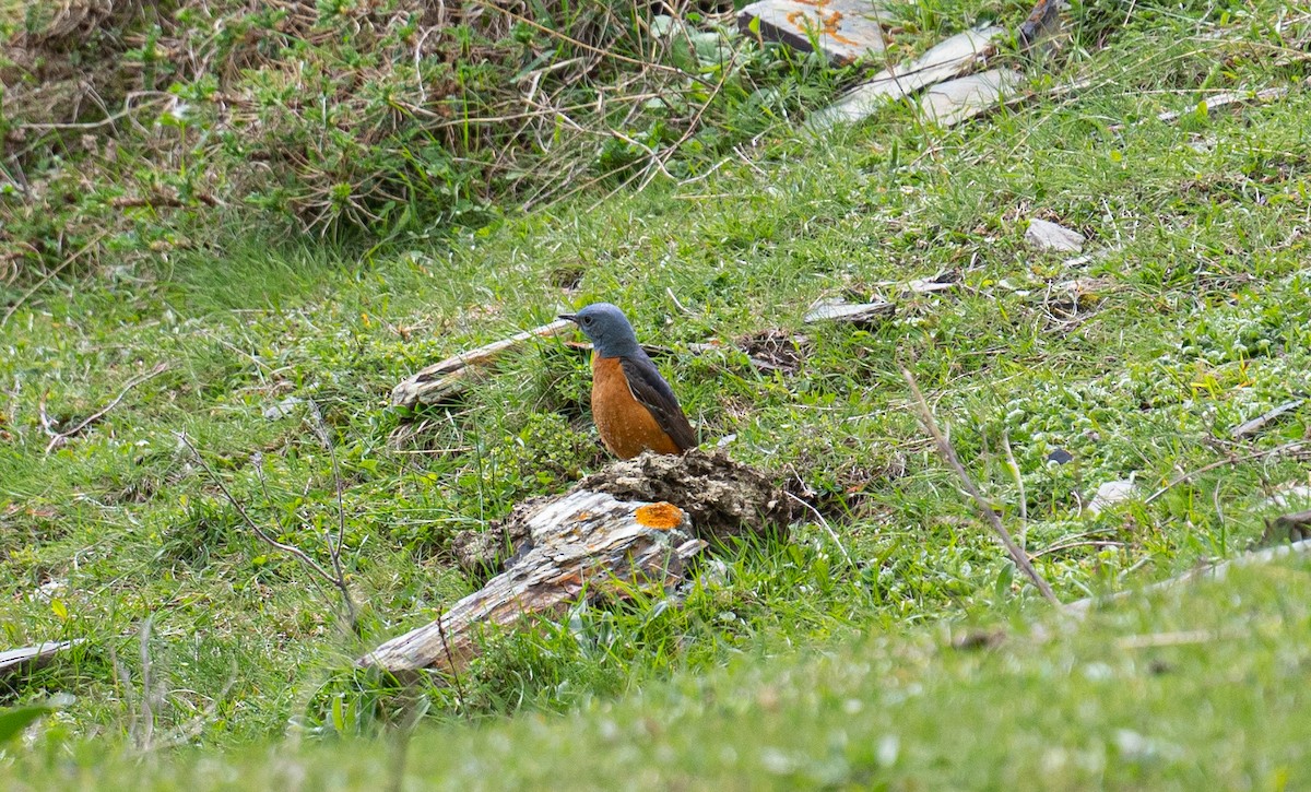 Rufous-tailed Rock-Thrush - ML638329892