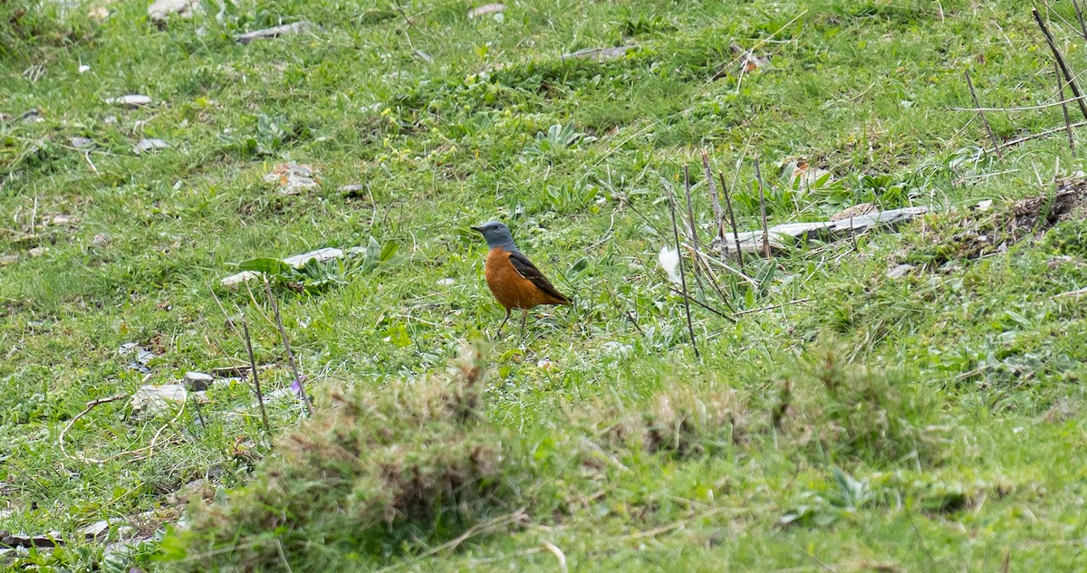 Rufous-tailed Rock-Thrush - ML638329893