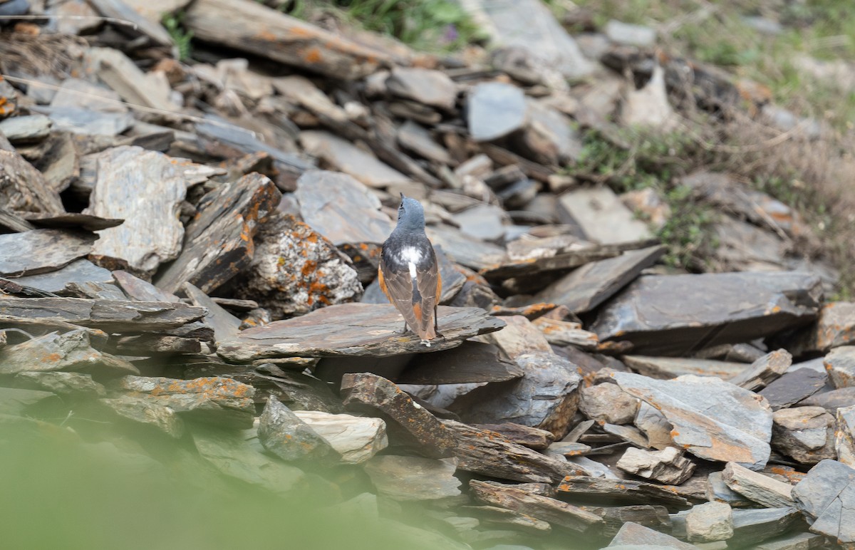 Rufous-tailed Rock-Thrush - ML638329894
