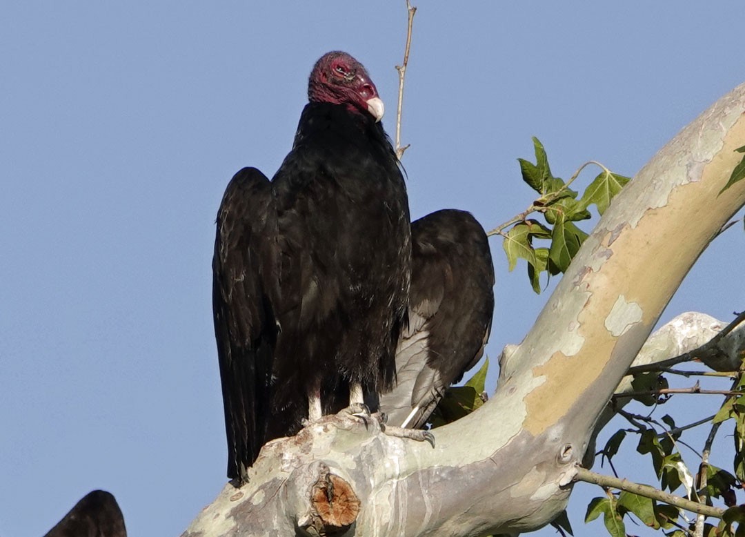Aura Gallipavo - ML638329904