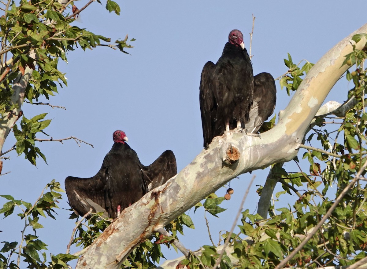 Aura Gallipavo - ML638329910