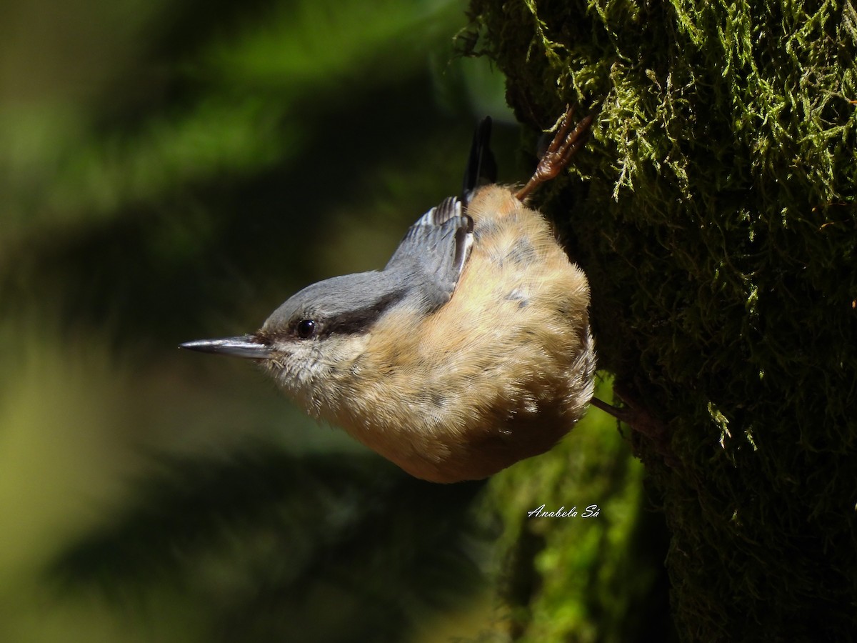 Garrapo eurasiarra - ML638329911