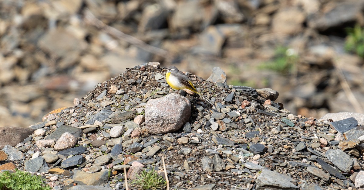 Gray Wagtail - ML638329912