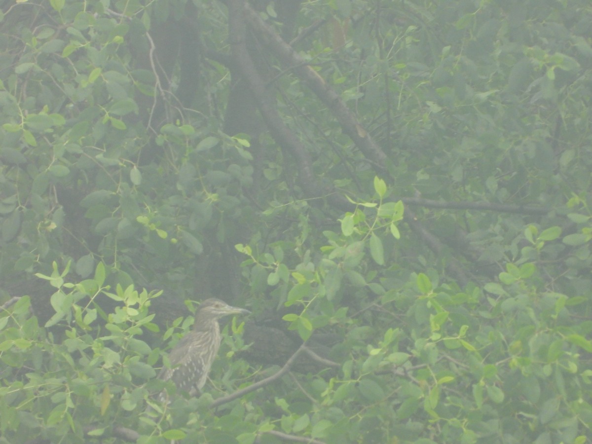 Nitticora - ML638329914