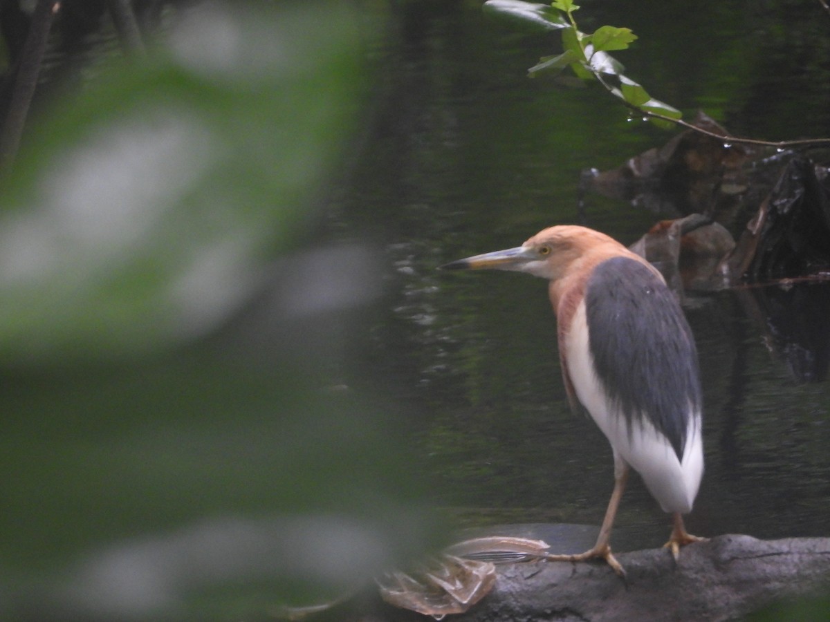 Javan Pond-Heron - ML638329922