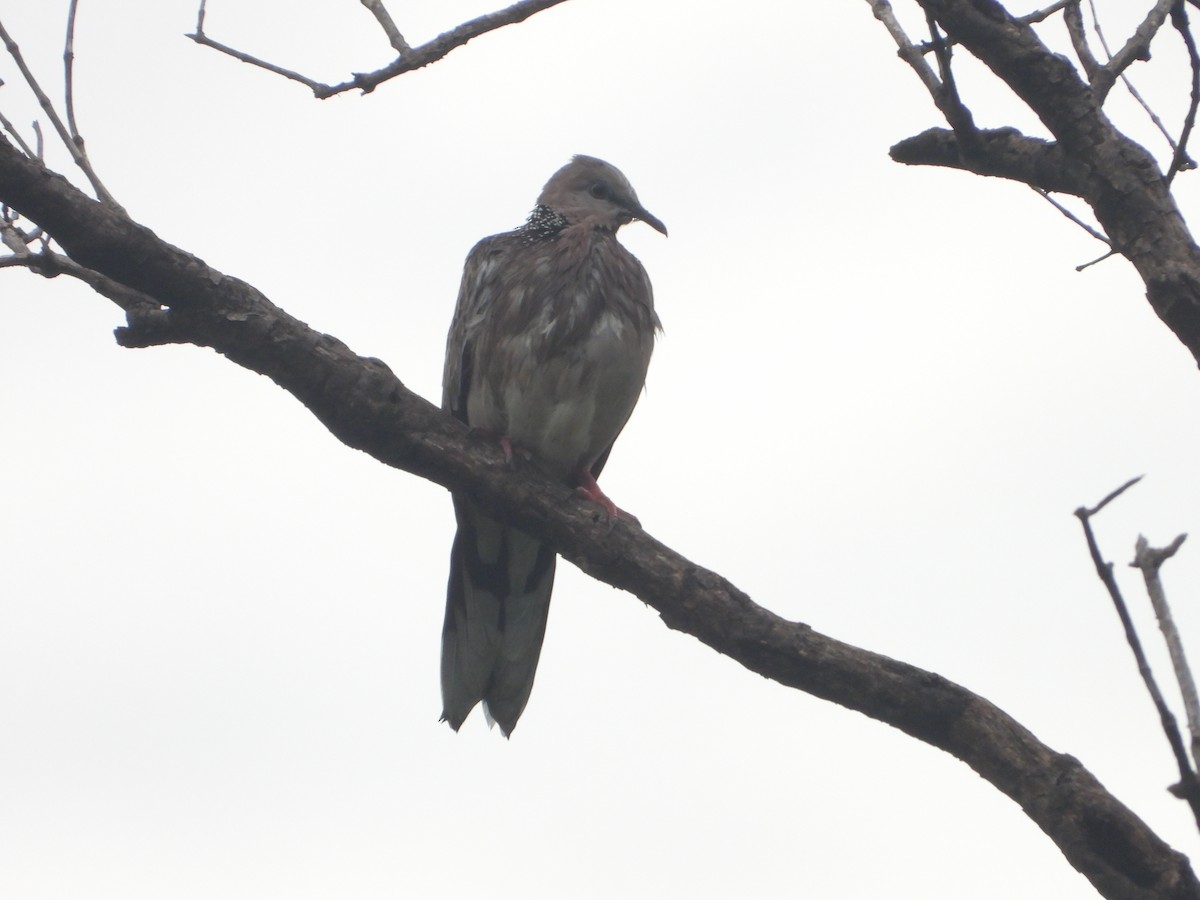 Spotted Dove - ML638329929