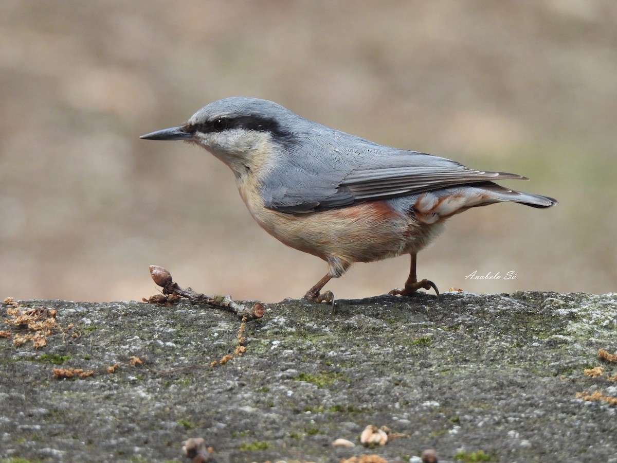 Garrapo eurasiarra - ML638329944
