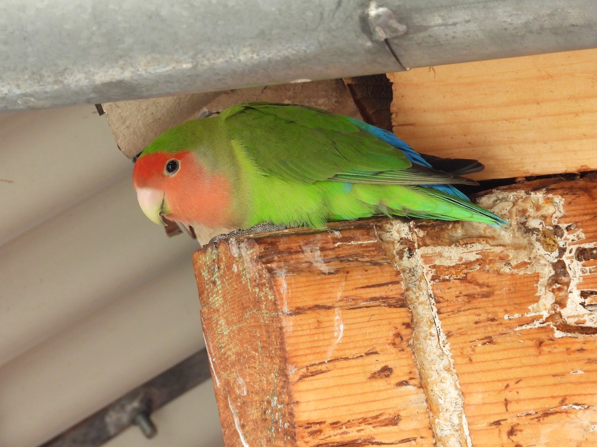 Rosy-faced Lovebird - ML638329952