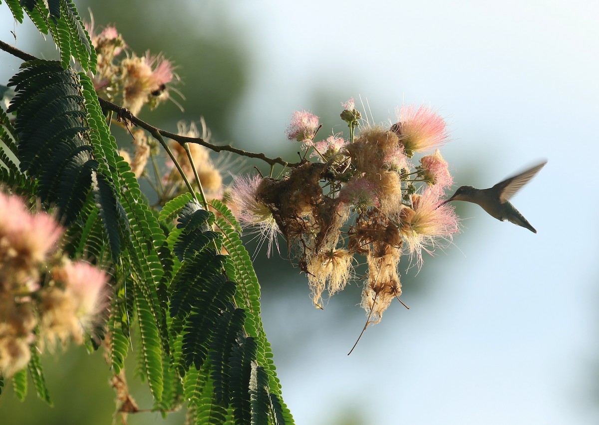 Ruby-throated Hummingbird - ML638329953