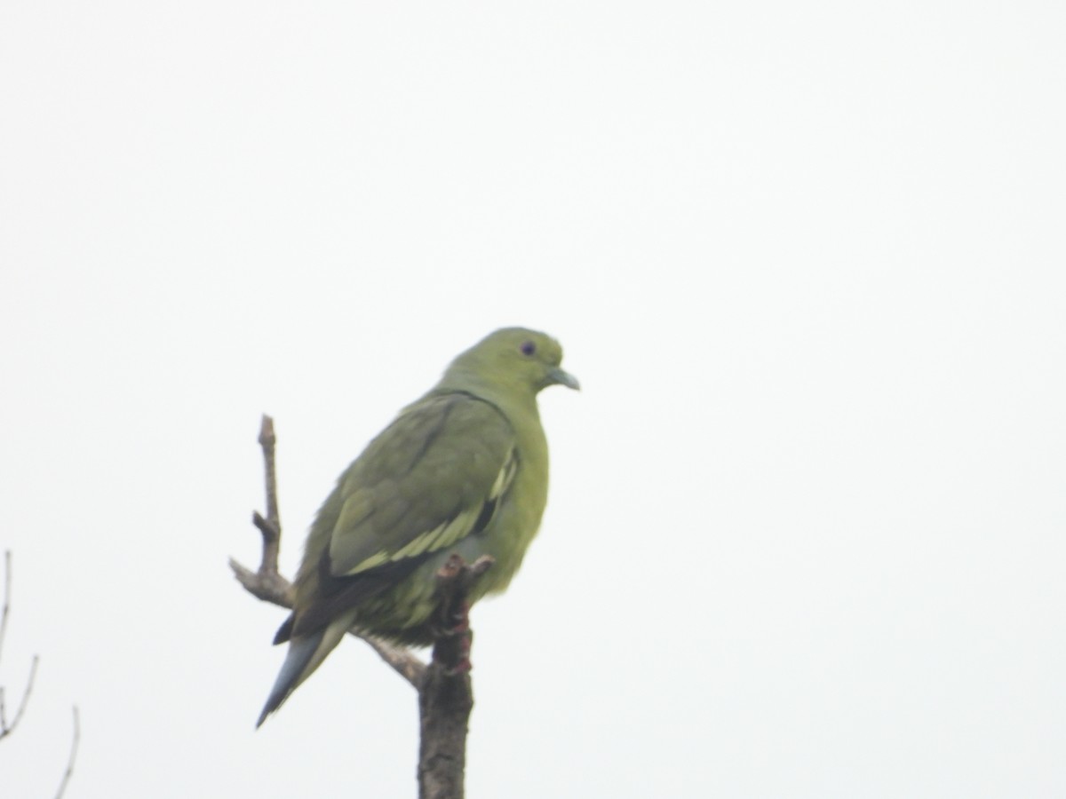 Pink-necked Green-Pigeon - ML638329956