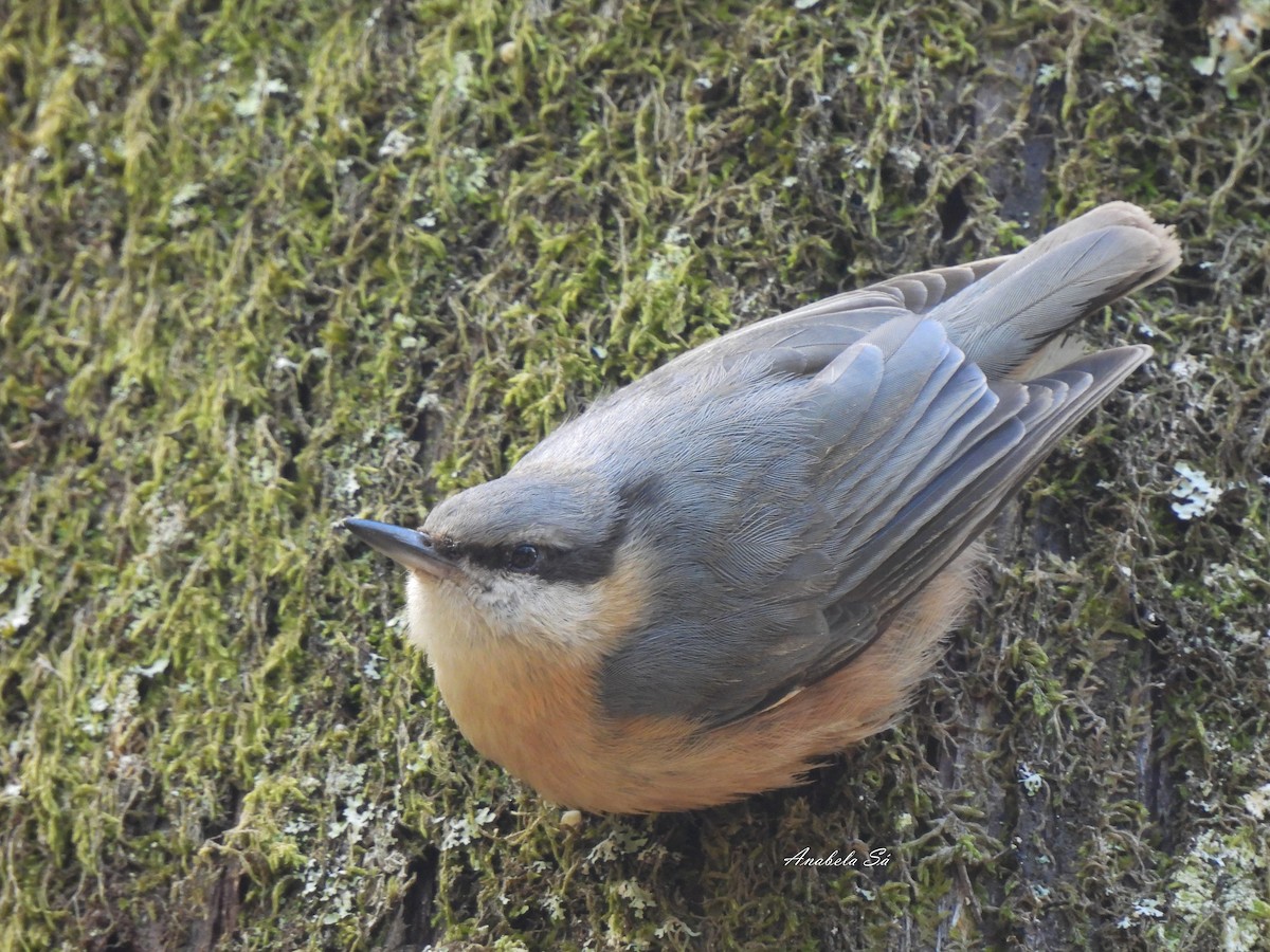 Garrapo eurasiarra - ML638329960