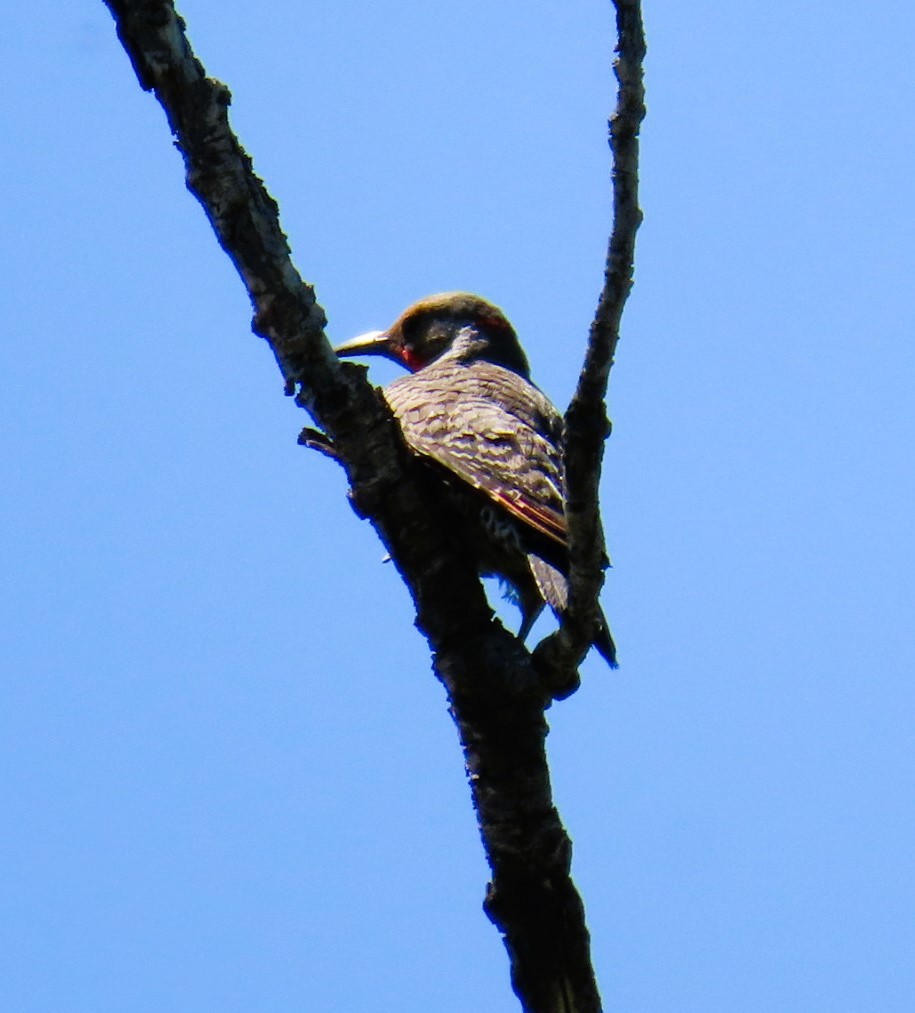Northern Flicker - ML638329982