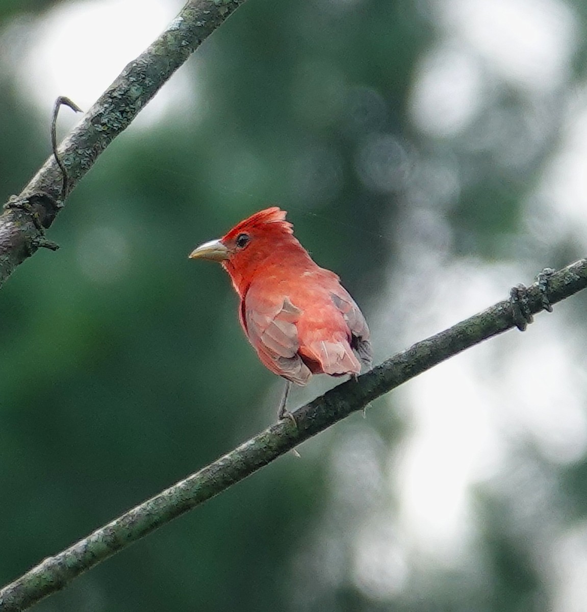 Piranga Roja - ML638329983