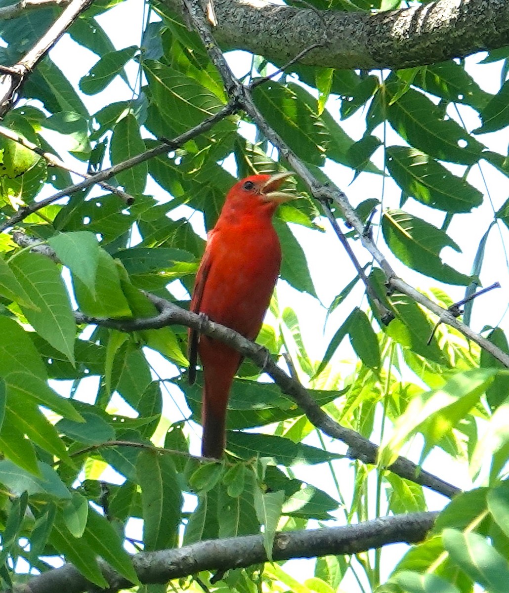 Piranga Roja - ML638329985