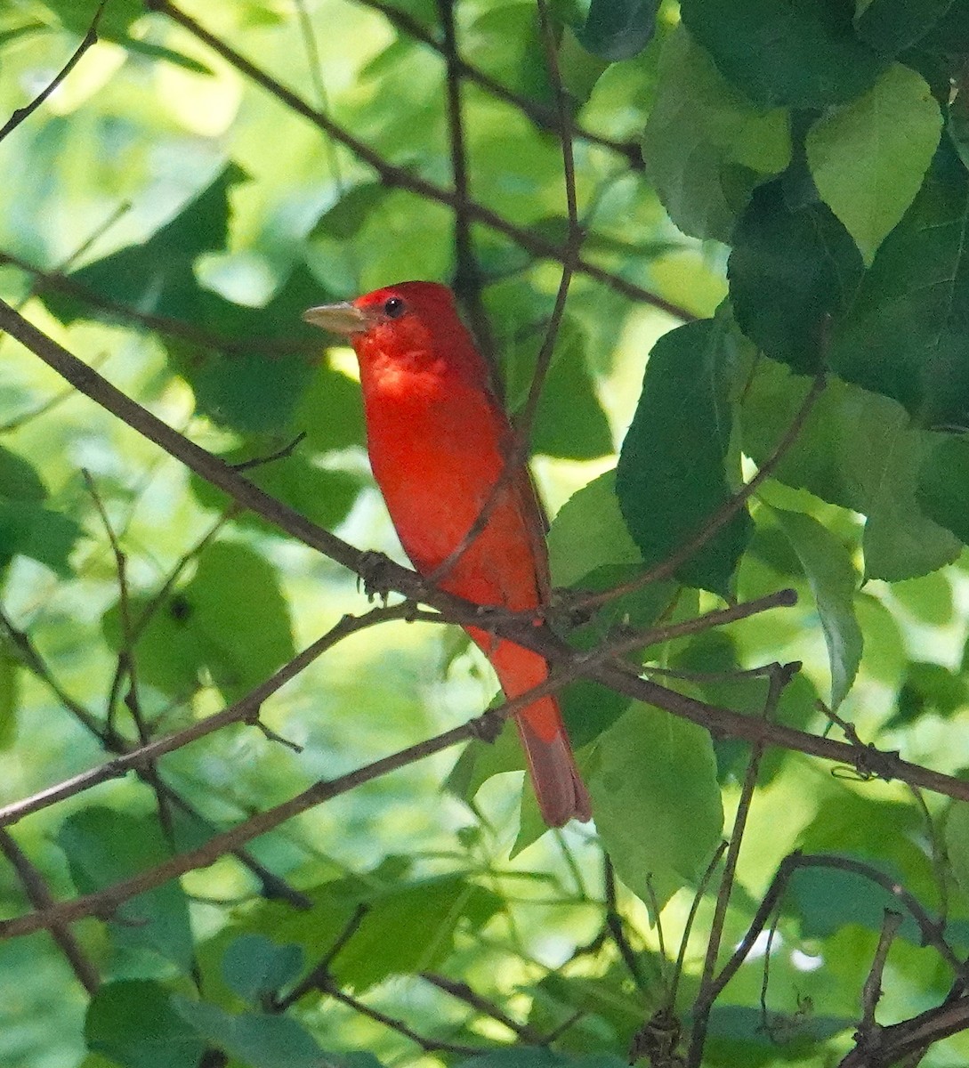 Piranga Roja - ML638329986