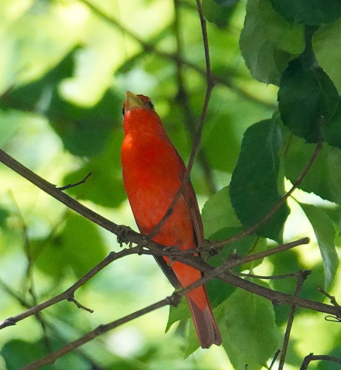 Piranga Roja - ML638329987