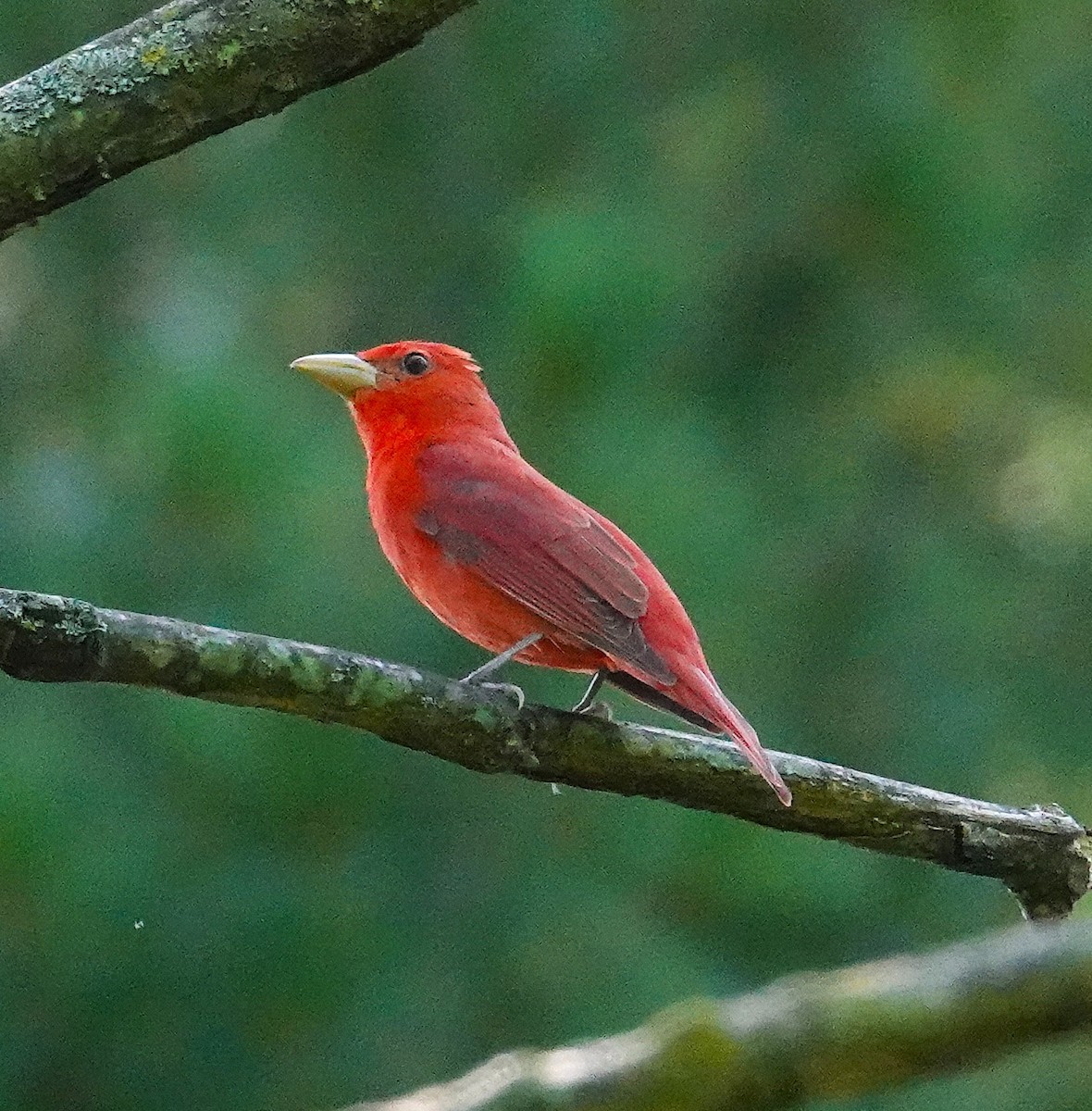 Piranga Roja - ML638329988