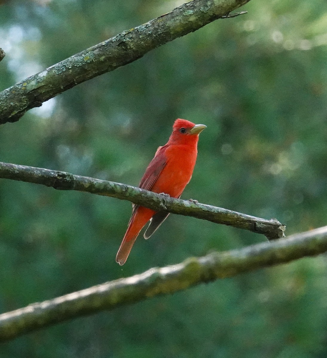 Piranga Roja - ML638329989
