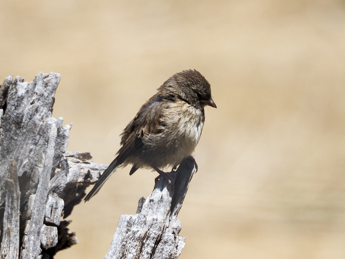 Dark-eyed Junco (Oregon) - ML638329992